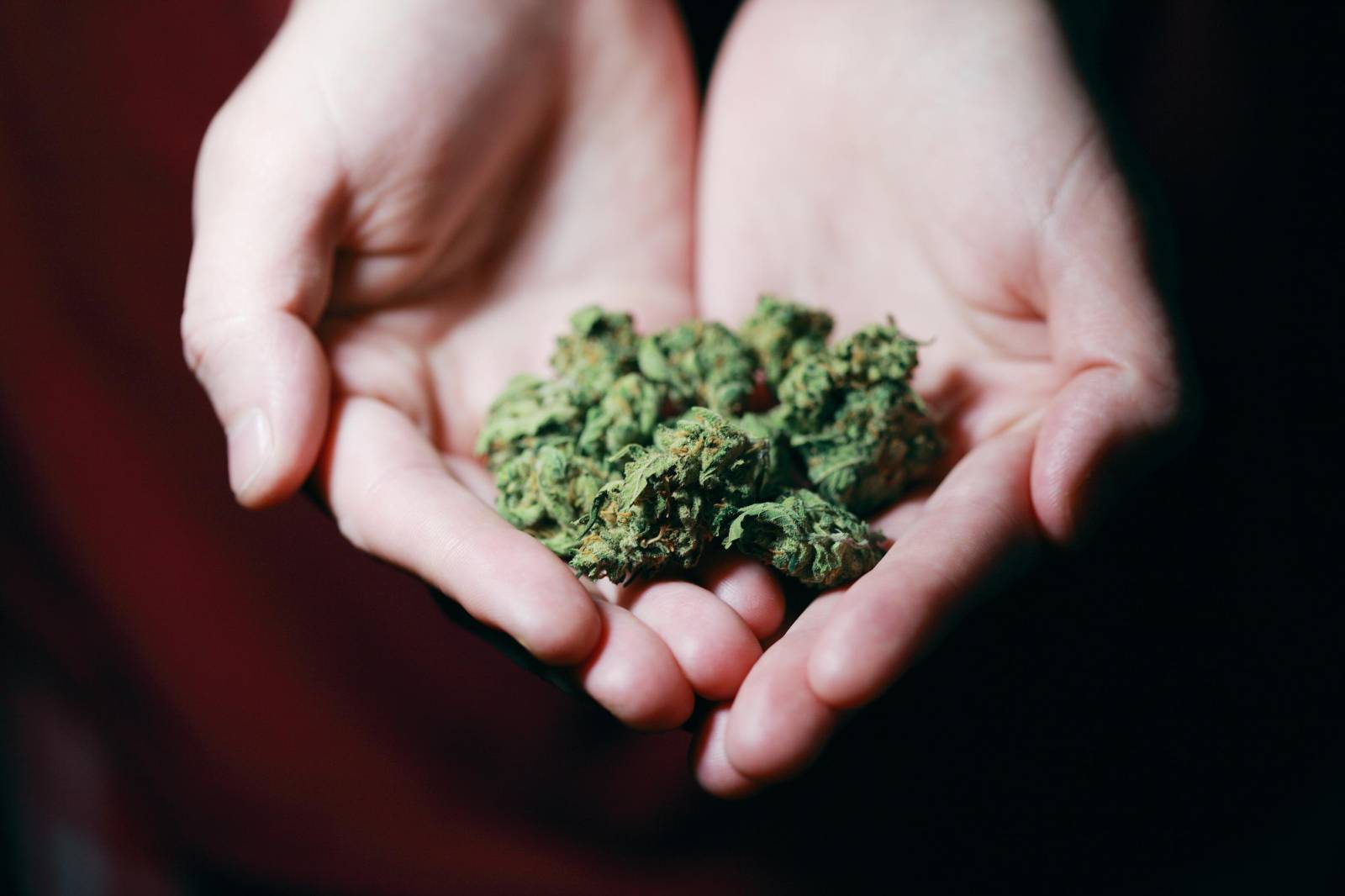 | Buy My Weed Online Canada Best Dispensary in Canada | Buy My Weed Online Canada